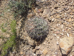 Coryphantha poselgeriana