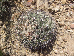 Coryphantha poselgeriana