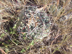 Thelocactus hexaedrophorus