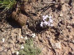 Houstonia rubra