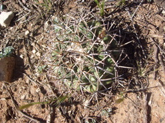 Coryphantha poselgeriana