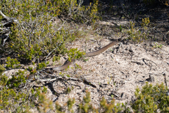 Pseudonaja inframacula