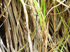 Ecchlorolestes peringueyi