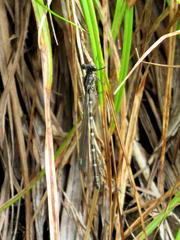 Ecchlorolestes peringueyi