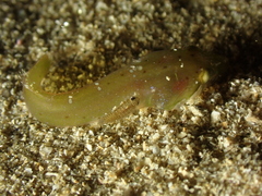 Anilocra frontalis