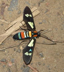 Euchromia folletii