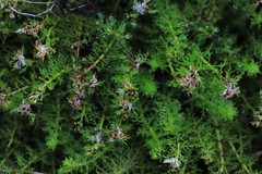 Myriophyllum gracile