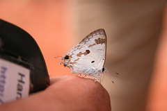 Hypolycaena othona othona