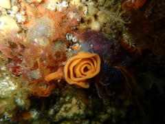 Tambja capensis