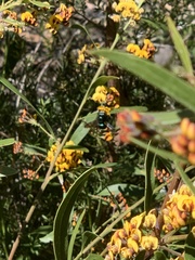 Xylocopa aerata