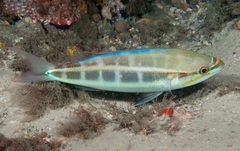 Pentapodus paradiseus