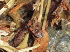 Horvathiolus guttatus