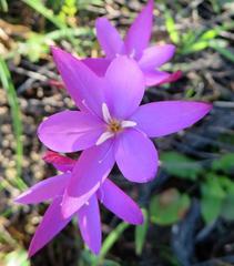 Hesperantha pauciflora