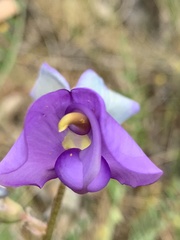 Swainsona procumbens