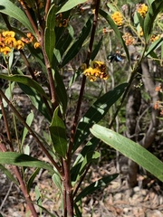 Xylocopa aerata