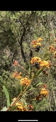 Xylocopa aerata