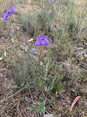 Swainsona procumbens