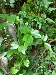 Clematis formosana