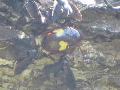Pedinorrhina trivittata