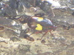 Pedinorrhina trivittata