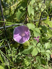 Calystegia pubescens