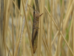 Euchorthippus chopardi