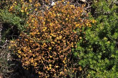 Jacksonia stackhousei