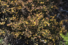 Jacksonia stackhousei