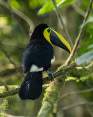 Choco Toucan photo 2