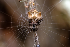 Cyclosa vallata