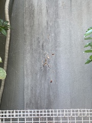 Trichonephila clavata