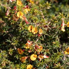 Pultenaea acerosa