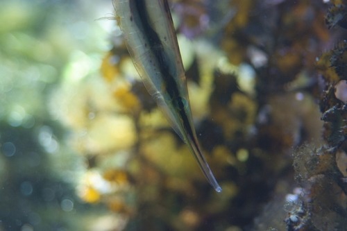 Schaarbekje (Aeoliscus strigatus) — Centriscidae — 3