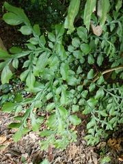Amorphophallus hirtus