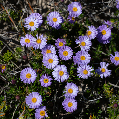 Olearia ciliata