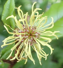 Trichocladus crinitus