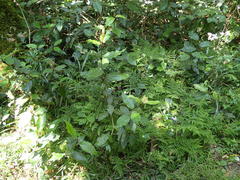 Trichocladus crinitus