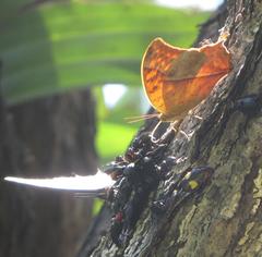 Charaxes varanes varanes