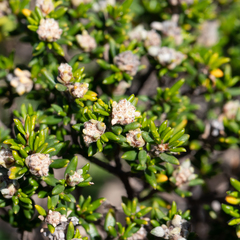 Spyridium phylicoides