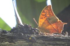 Charaxes varanes varanes