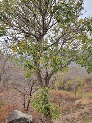 Cussonia natalensis
