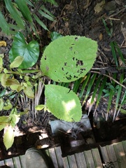 Ehretia dicksonii
