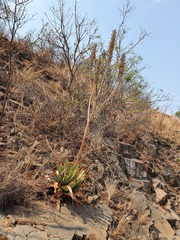 Aloe pretoriensis