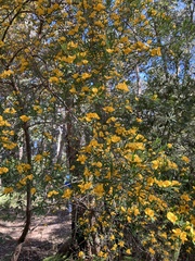 Pultenaea blakelyi