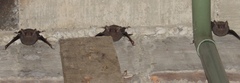 Balantiopteryx plicata