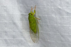 Guineapsaltria flava