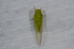 Guineapsaltria flava