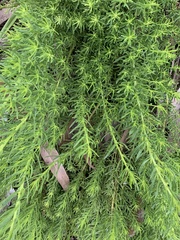 Suaeda australis