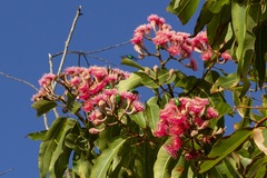 Ischiopsopha wallacei