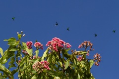 Ischiopsopha wallacei